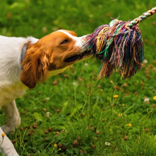 tug toys dog