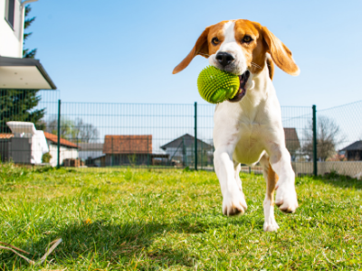 best toys for beagle