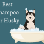 Best Shampoo for Husky