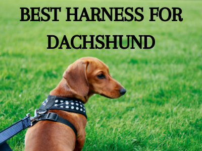 best harness for dachshund