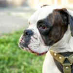 best harness for boxer dog