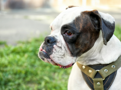 best harness for boxer dog