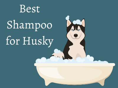 Best Shampoo for Husky