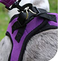 Best Harness for Dachshund 1