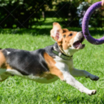 beagle-dog-toys