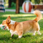 Home 23 best toys for corgi