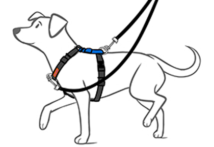 Best Harness for Dachshund 3