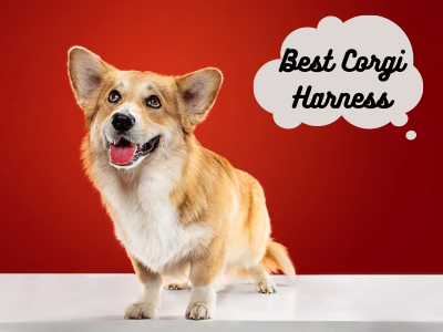 Best Harness for Corgi 1