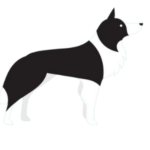 Home 22 Best Dog Food for border collies (1)