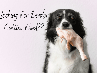 Best Dog Food for Border Collies