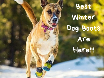 Best Winter Dog Boots