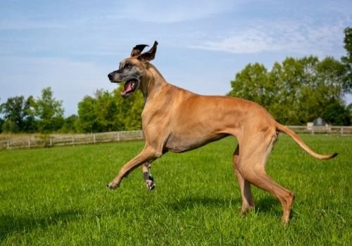 Best dog breeds for new owners 2