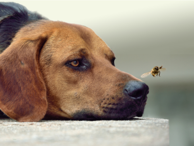 fly repellent for dogs