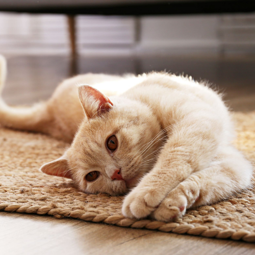 Treating Unhealthy Cat Odor 