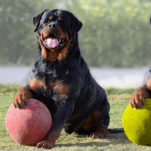 Characteristics of Rottweilers 