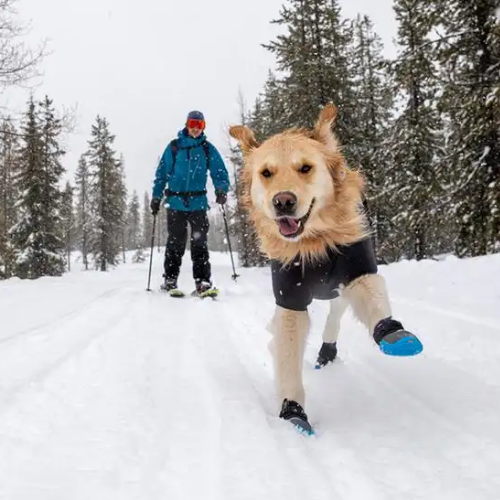 best dog boots