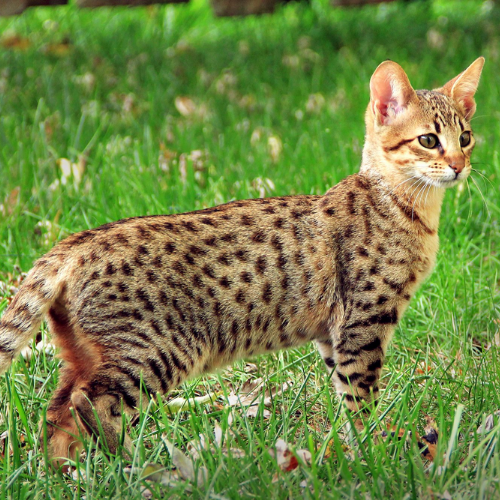 Savannah Cat