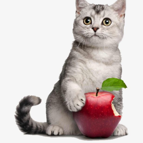 Cats Love Apples