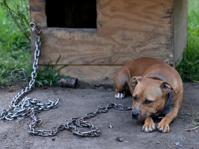 best Dog Heavy chains for outside