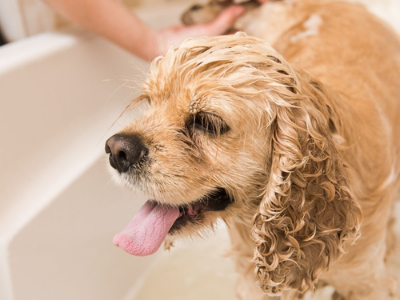 best dog shampoo for dander