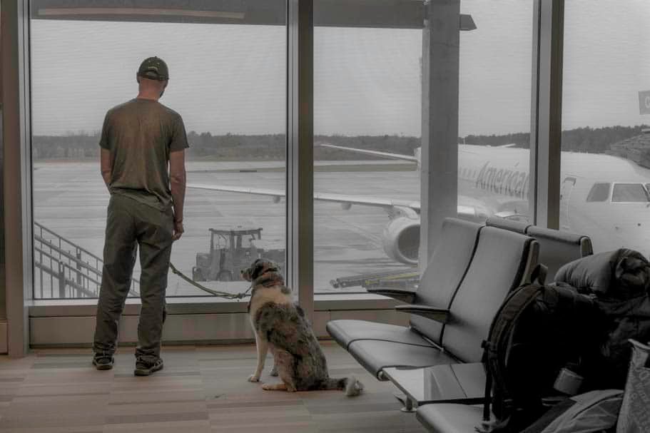 9 Tips For Flying With A Pet 4