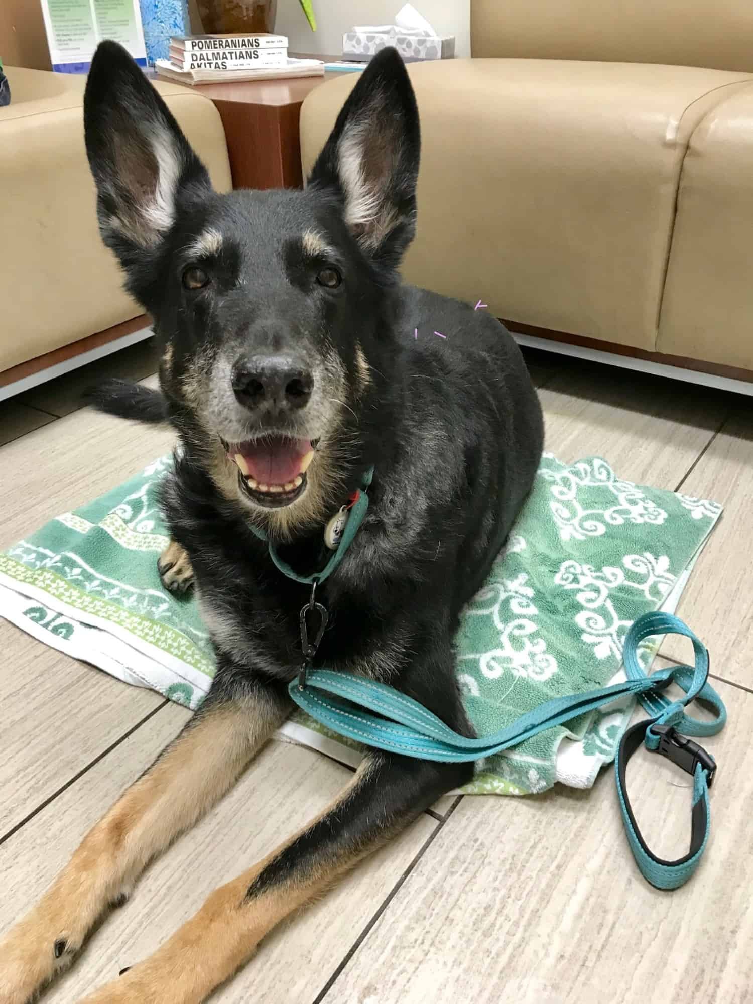 Buster the German shepherd lying on the floor in the vet clinic