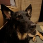 Black German Shepherd laying on the floor in an RV after being sprayed by a skunk