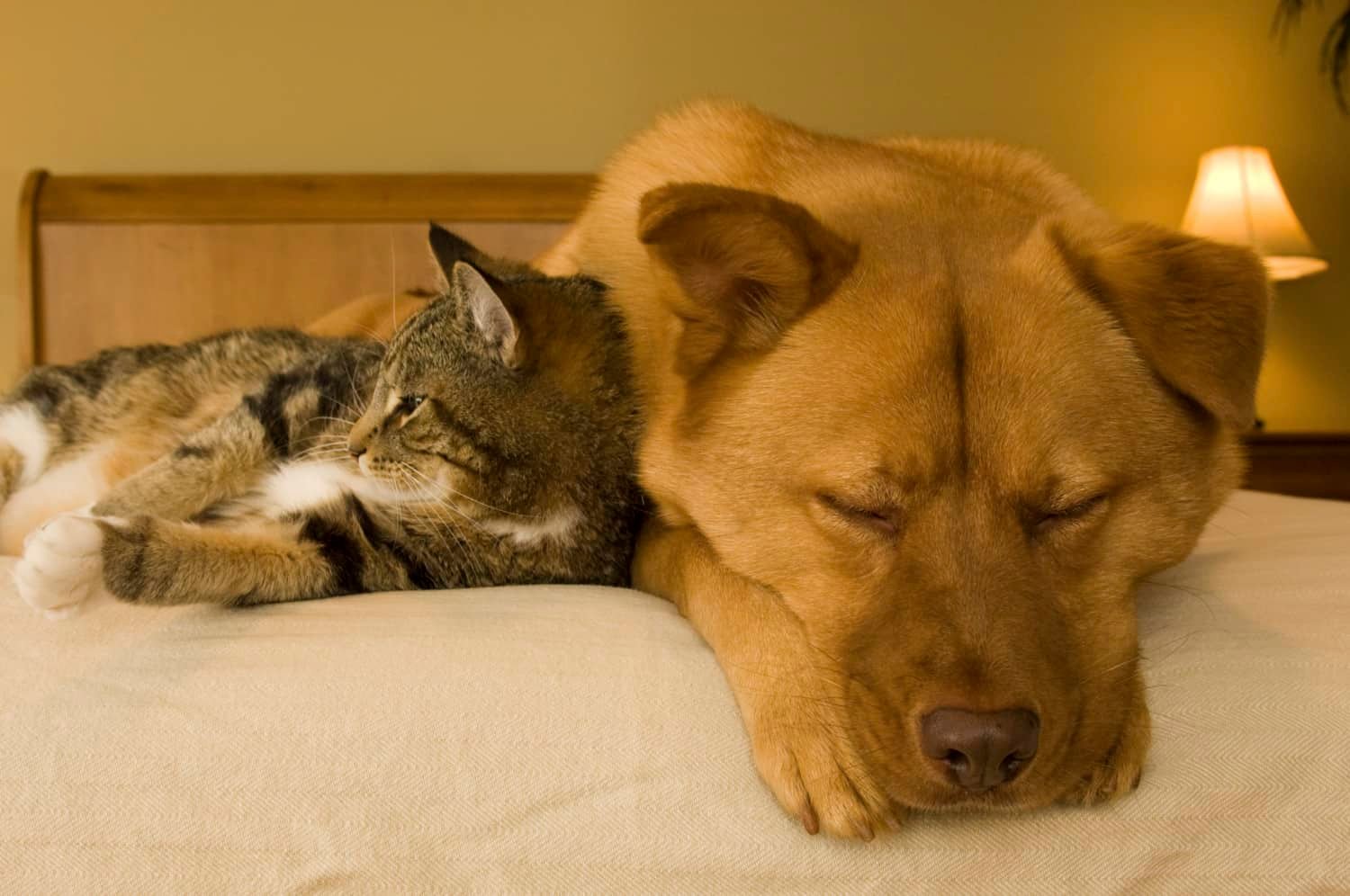 Katze und Hund ruhen sich in einem haustierfreundlichen Hotel auf dem Bett aus