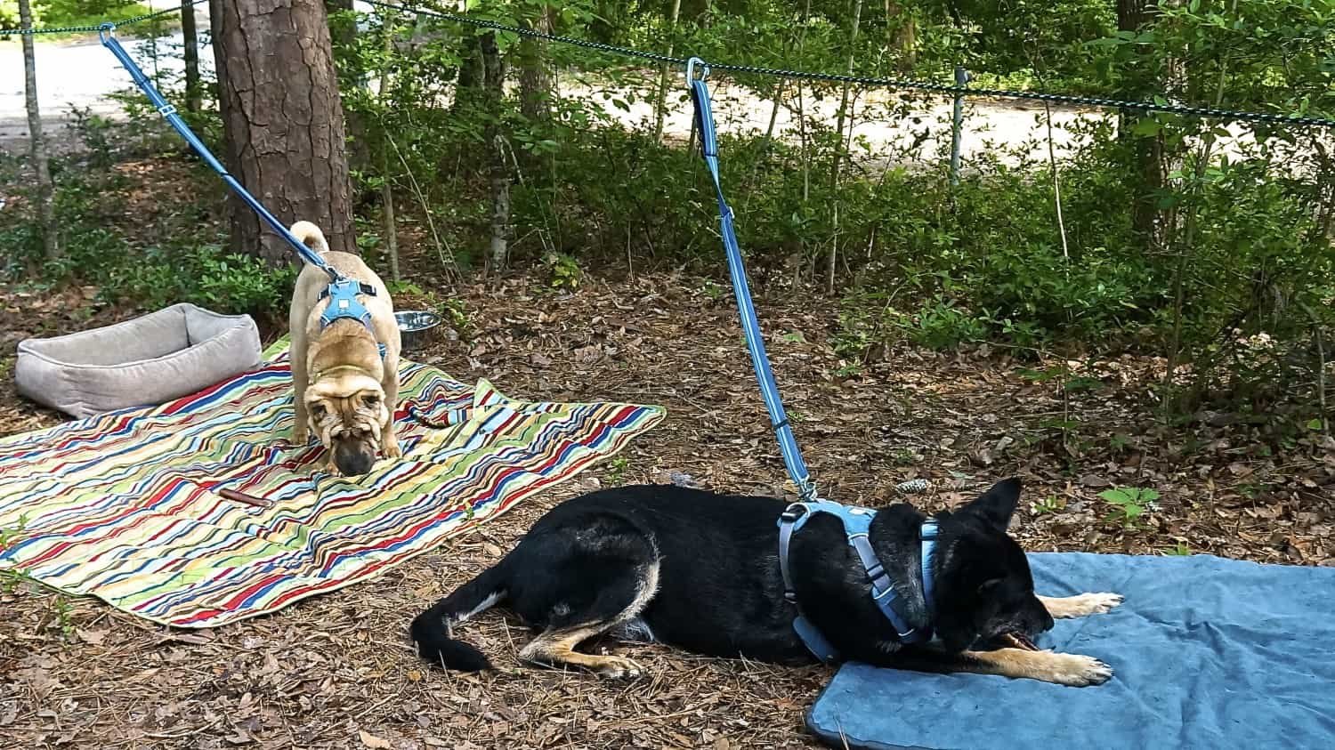 Ty the Shar-pei and Buster the German Shepherd from GoPetFriendly.com relax at a campsite by their dog zip line