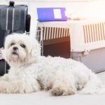 Home 22 Fluffy white dog waiting at the airport with airline cargo pet carrier and luggage in the background