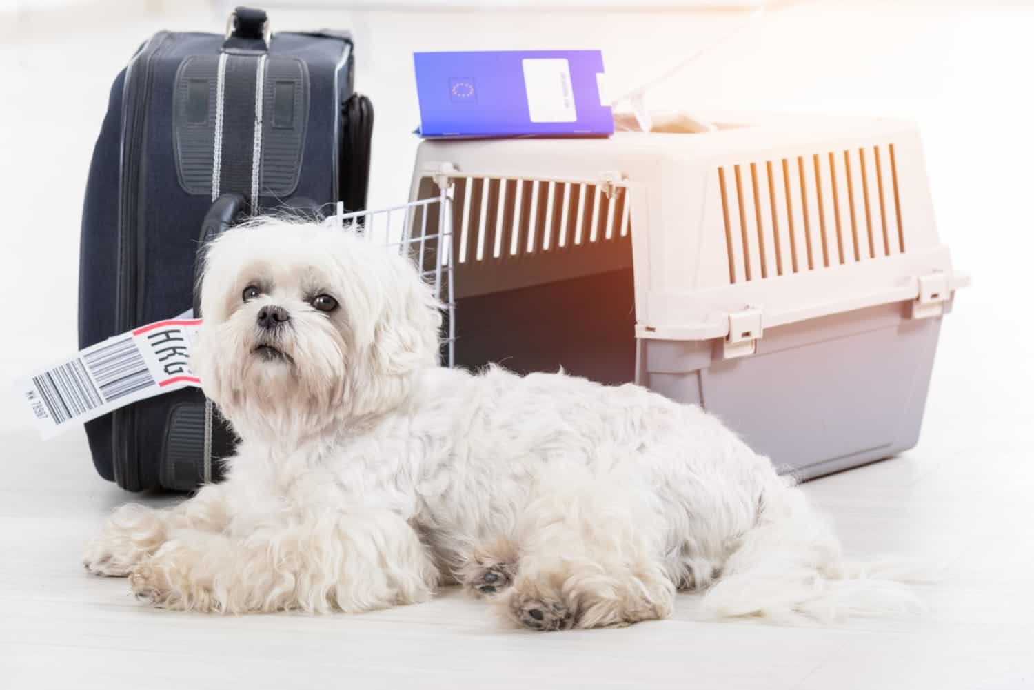 Flauschiger weißer Hund, der am Flughafen mit Airline-Frachttransporter und Gepäck im Hintergrund wartet