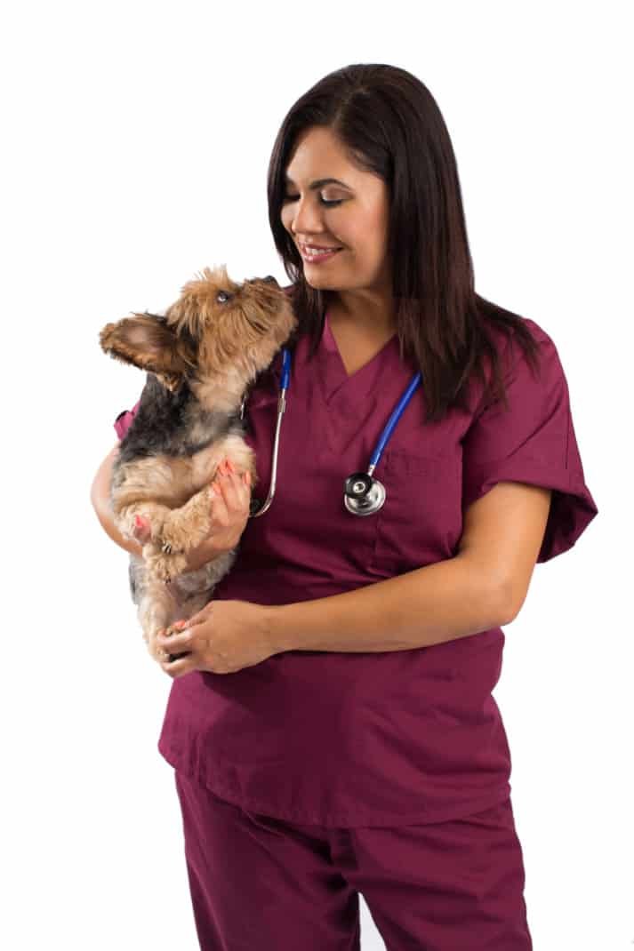 Small dog being kept by a veterinarian