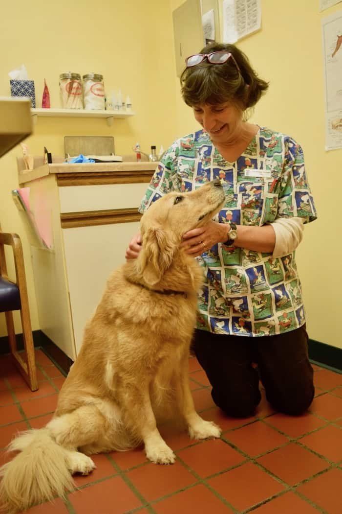 Honey the Golden Retriever sees her vet Dr.  Armao affectionately.