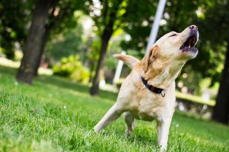 Dog barking in the grass