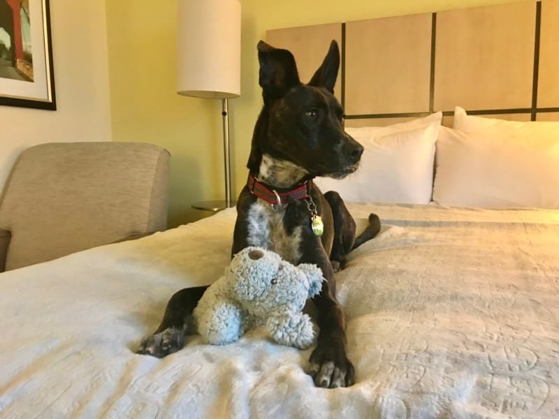 Gestromter Hund, der auf einem Hotelbett liegt und einen ausgestopften Welpen hält