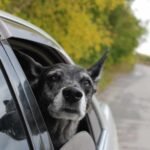Home 24 Elderly dog looking out a car window