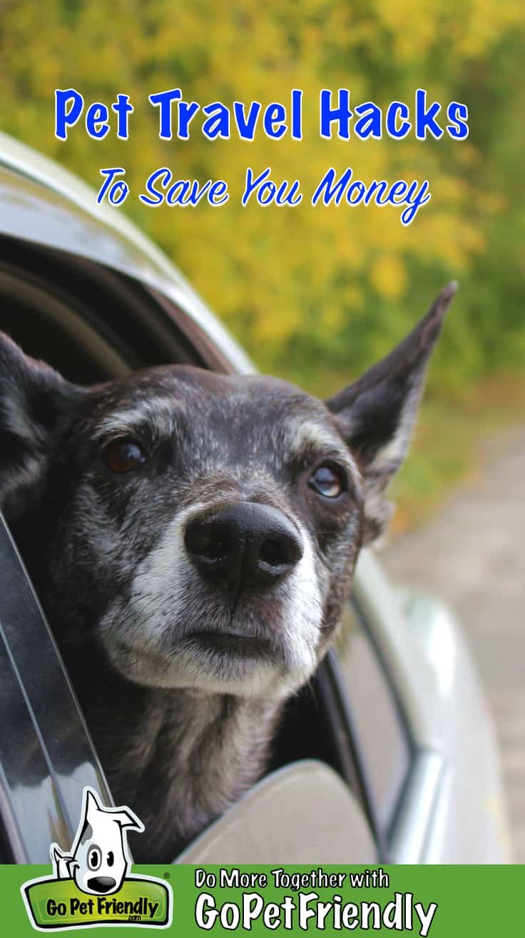 Älterer Hund schaut aus einem Autofenster mit dem Text "Pet Travel Hacks To Save You Money"