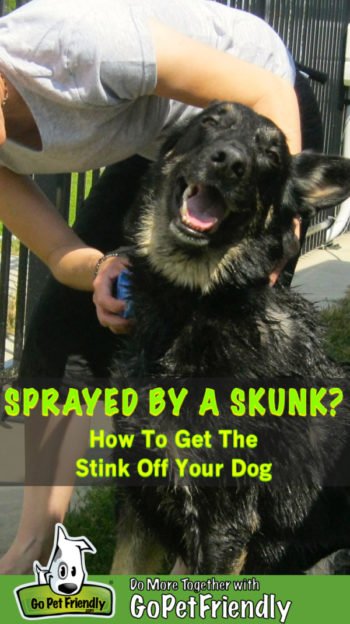 Black German Shepherd gets a bath after being sprayed by a skunk