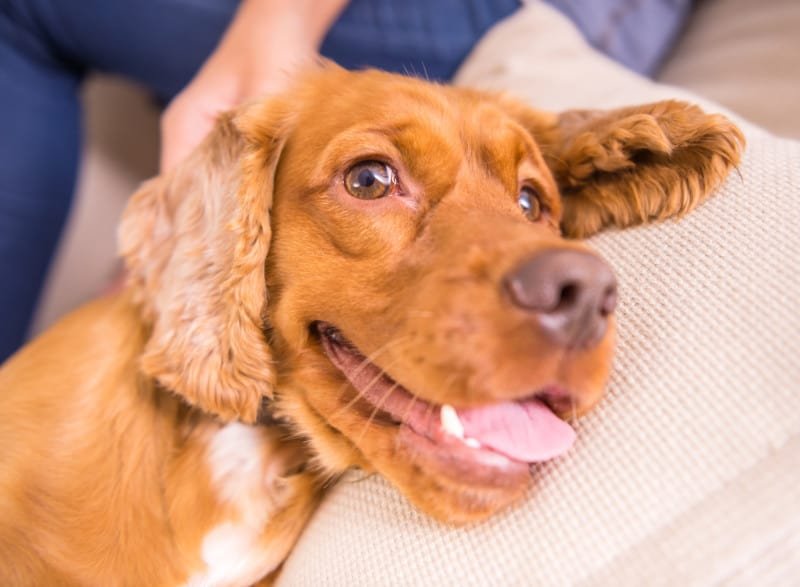 Close-up of a smiling brown cocker spaniel puppy