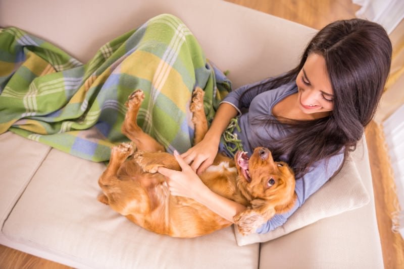 Woman pet sitter and dog cuddling on sofa