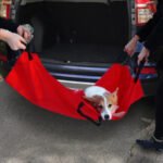 Dog Injured in Accident