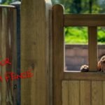 Home 22 3 Signs Your Dog Needs A Fence