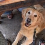 Can You Vacation With A Reactive Dog? You Betcha!