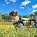 Ursodante, a paralyzed Brittney Spanieal in his Walkin' Wheels poised in a green field