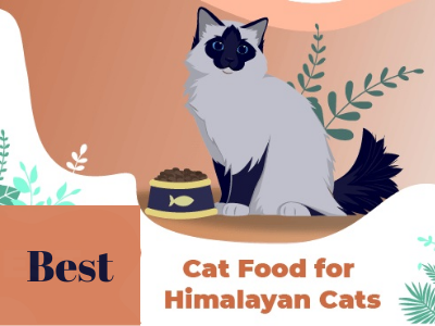 Best Cat Food for Himalayans