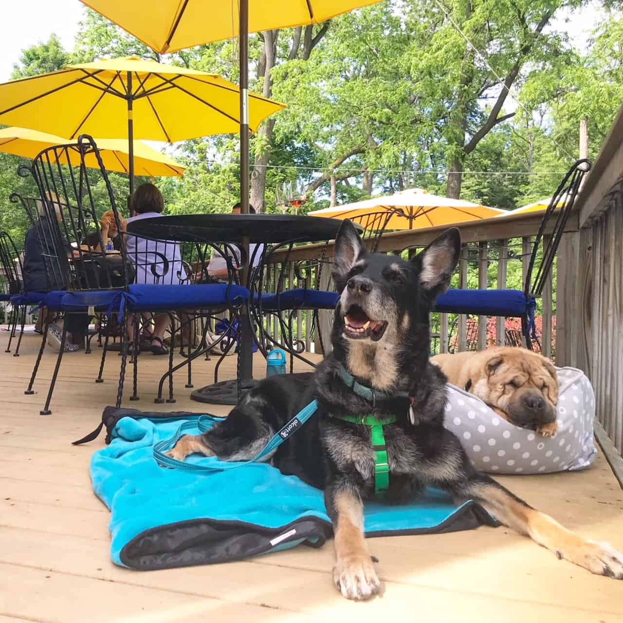 German Shepherd Dog and Shar-pei on the patio at a pet friendly winery in the Finger Lakes, NY