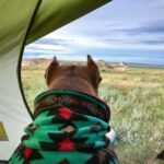 A pitbull dog in a snuggie camping and enjoying a view of the grasslands