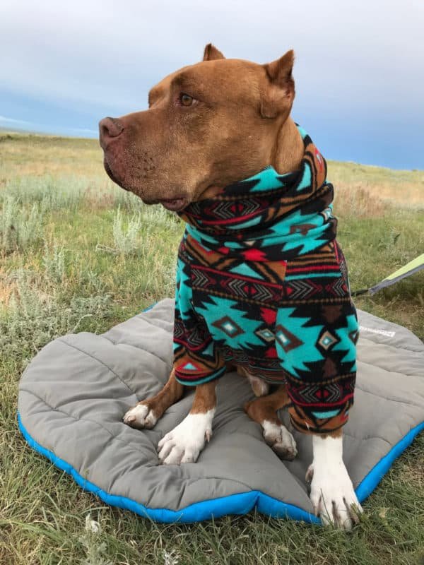 Hund in einem Pullover, der auf einem Hundeschlafsack sitzt