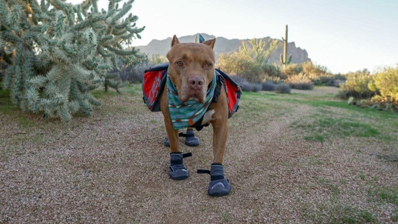 Hund in Stiefeln mit Rucksack auf einem Campingausflug