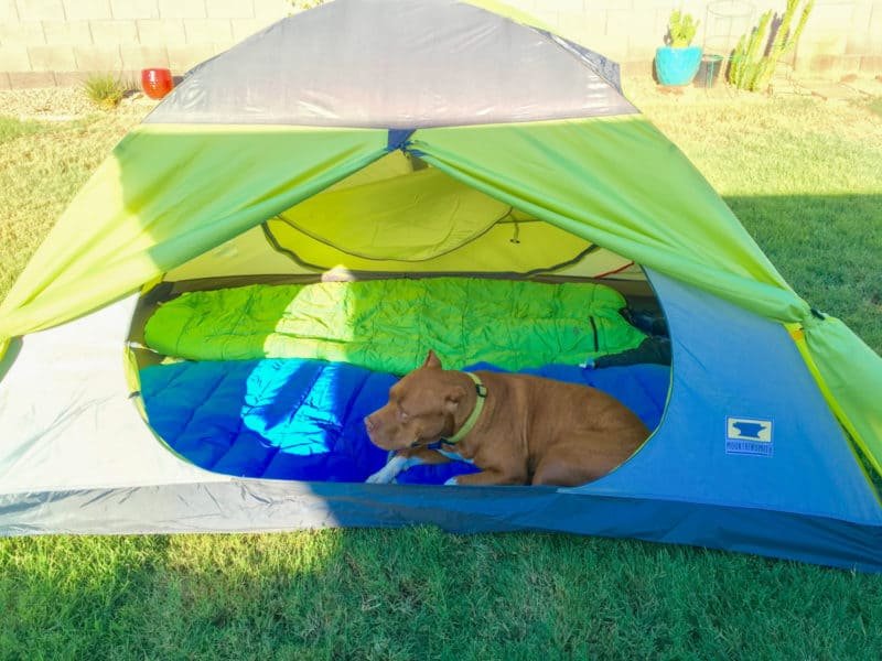 Hund, der in ein grünes Zelt legt